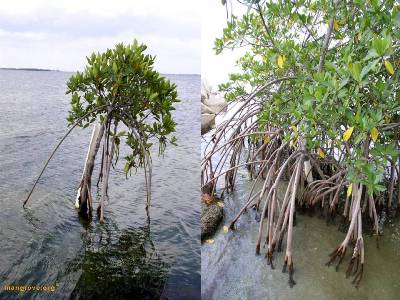 REM Principle of Mangrove Adaptation